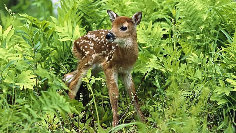 Cute Small Deer And Foliage Green Plants Cottagecore, HD wallpaper