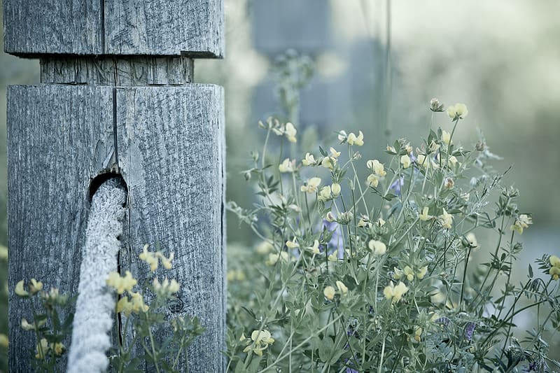 Nature, Flowers, Flower, , Fence, Picket Fence, HD wallpaper