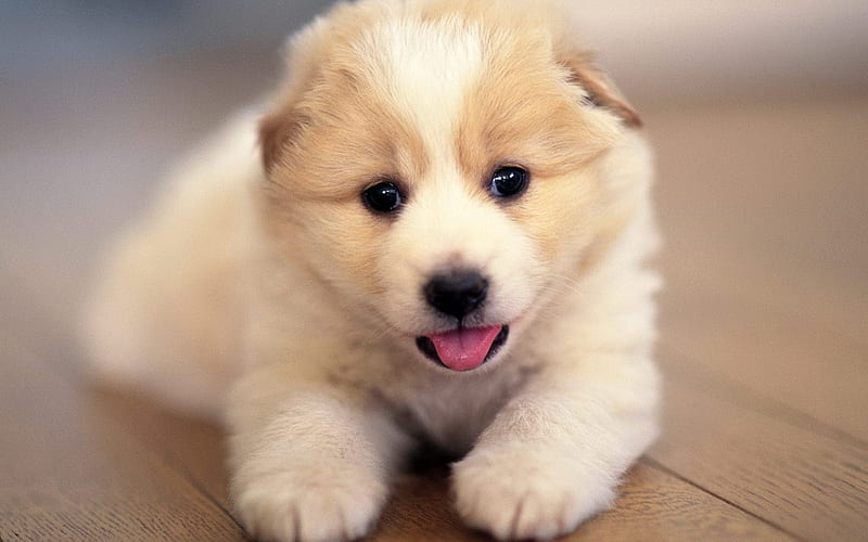 cute puppy faces