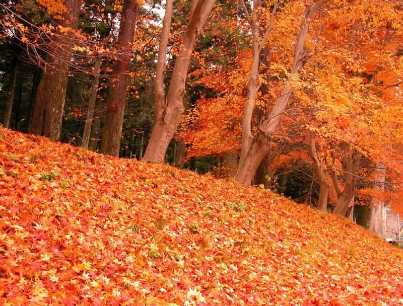 Mountain of Golden Leaves, golden leaves, autumn colours, maple trees, HD wallpaper