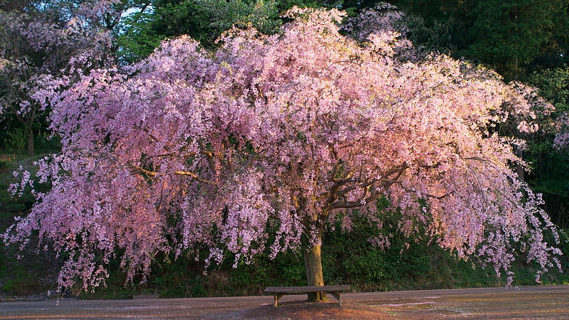 The Bloom of Cherry Blossoms, sakura, tree, japan, japanese, flowers, blossoms, nature, cherry, HD wallpaper