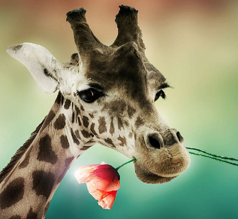 :), cute, manipulation, flower, funny, gift, creative, giraffe, animals, HD wallpaper