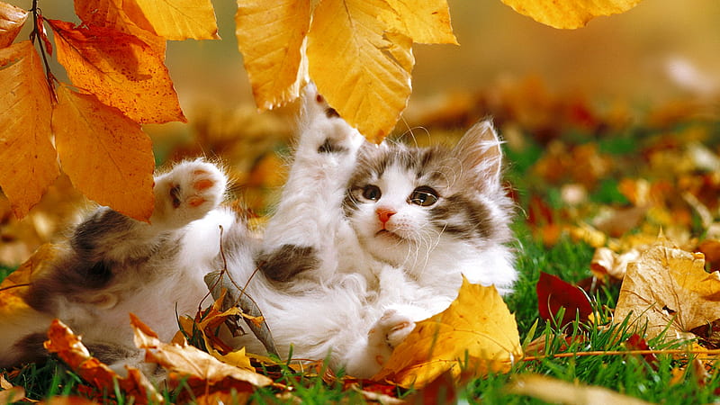 Fall kitty, fall, autumn, grass, fluffy, kitty, plkaying, cat, foliage, leaves, kitten, HD wallpaper