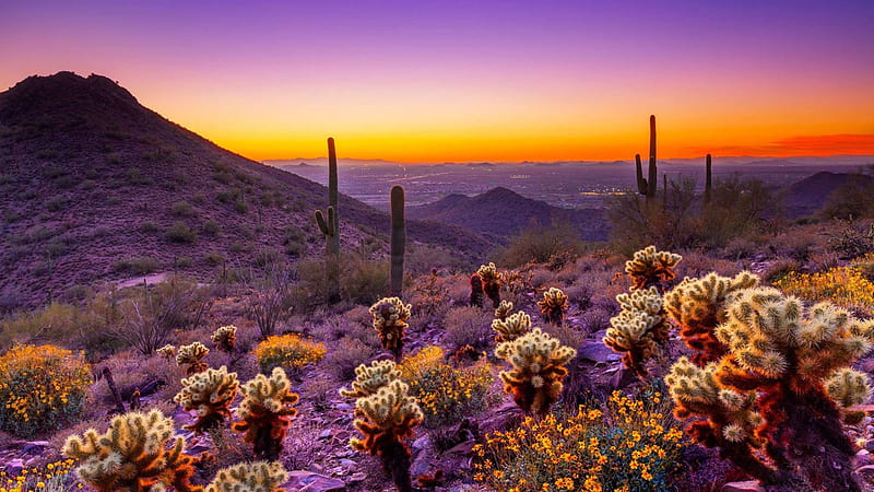 Beautiful Cactus Yellow Flowers Plants Mountains Silhouette Background Purple Yellow Sky Nature, HD wallpaper