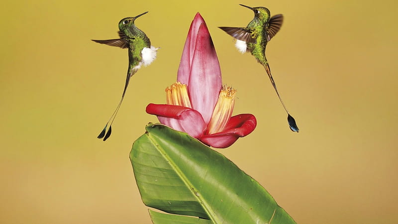 Colibríes, colibrí, verde, flor, amarillo, colibri, rosa, pareja, Fondo de  pantalla HD | Peakpx