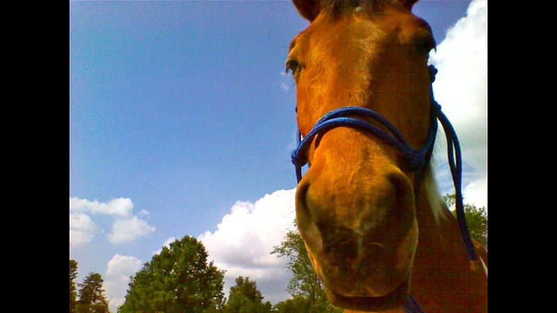 My Beautiful Boy, graphy, paint horse, horse, pinto horse, HD wallpaper