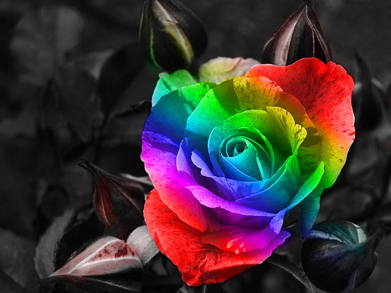 Rainbow Rose, pretty, rose, bright, colours, fun, HD wallpaper | Peakpx