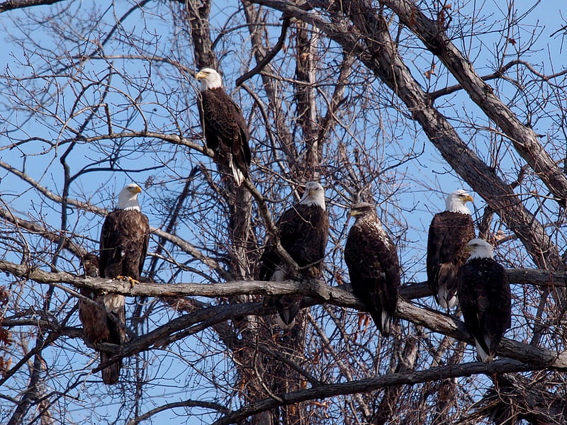 Grupo de águilas calvas, sentado, árbol, rapaz, americano, Fondo de  pantalla HD | Peakpx