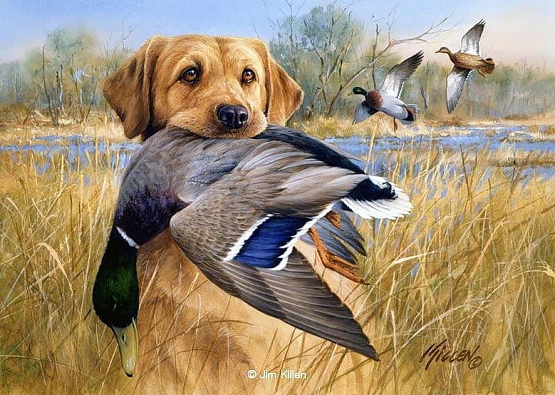 Hunting dog * By Jim Killen, pond, art, bird, hunting, jim killen, painting, hay, dog, HD wallpaper