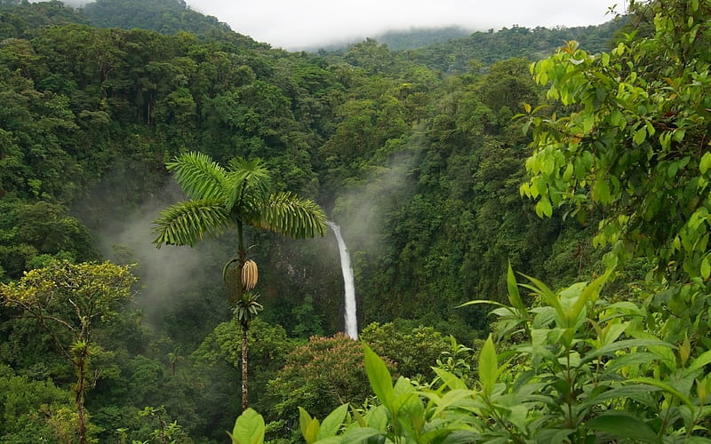 Jungle Waterfall, forest, banana tree, plants, beauty, jungle, waterfall, nature, trees, HD wallpaper