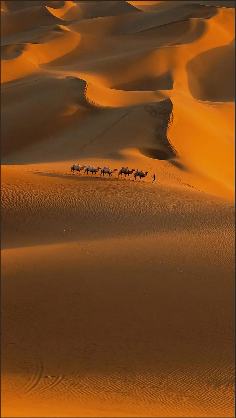 Desert, cameal, walpaper, dubai, HD phone wallpaper | Peakpx