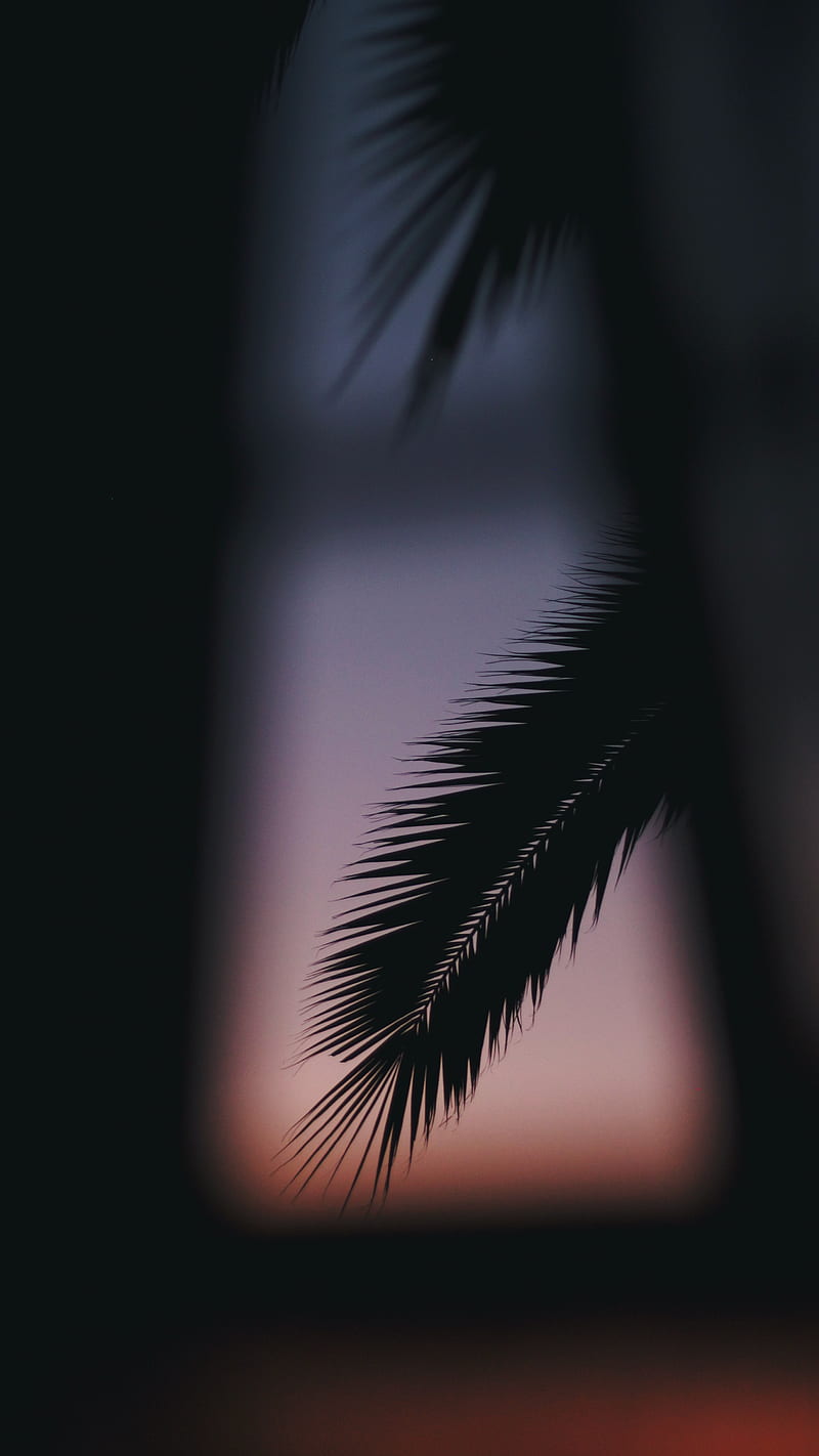 palm, branch, silhouette, dark, HD phone wallpaper