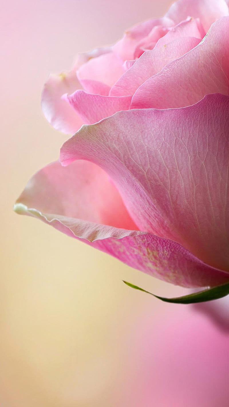 Pink rose, flower, love, nature, HD phone wallpaper | Peakpx