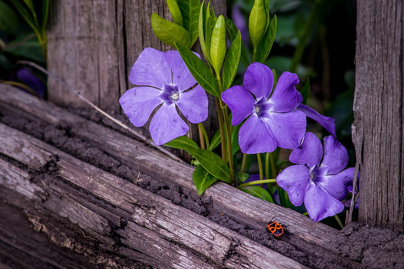 Flowers, Flower, Beetle, Fence, Periwinkle, HD wallpaper