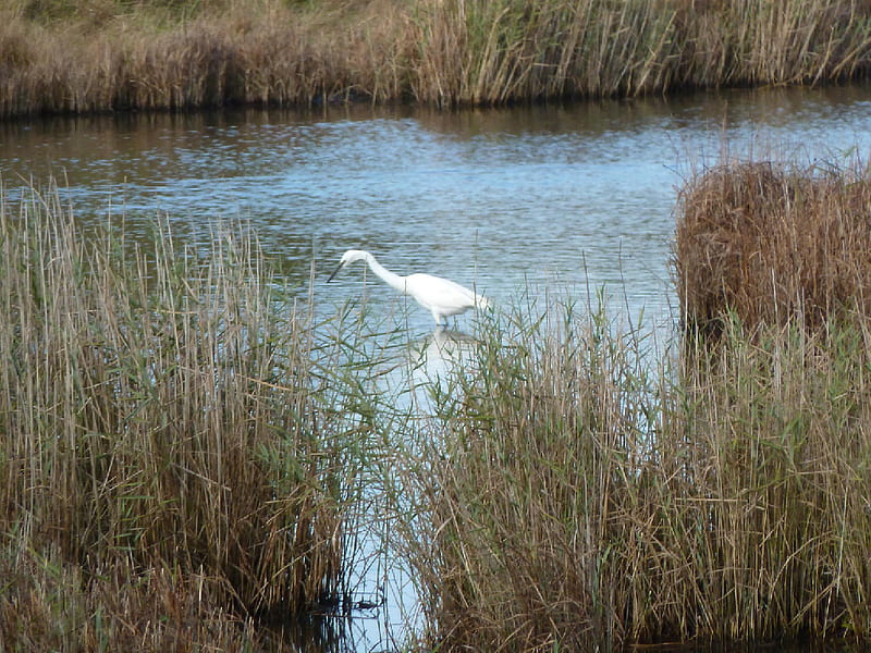 Little Egret, weymouth, egret, dorset, lodmoor, marshland, HD wallpaper