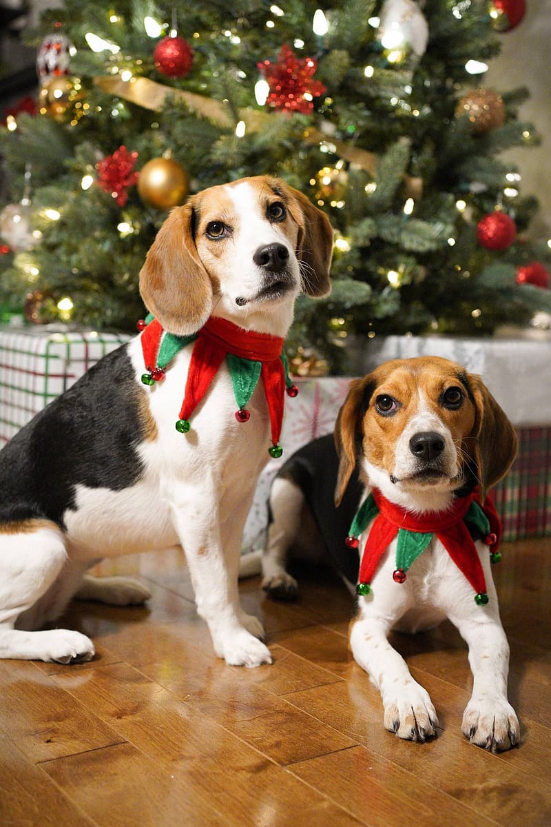 Beagles Forever ❤ ideas in 2022. beagle, beagle puppy, puppies, Christmas Beagle, HD phone wallpaper