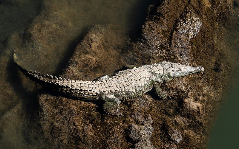 crocodile, river, top view, reptile, predator, alligator, wildlife, HD wallpaper