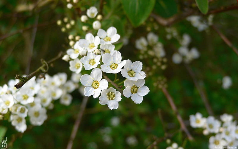~Fleurs de Banches~, lovely, flowers, nature, spring, petals, white, small, Fleurs de Banches, HD wallpaper