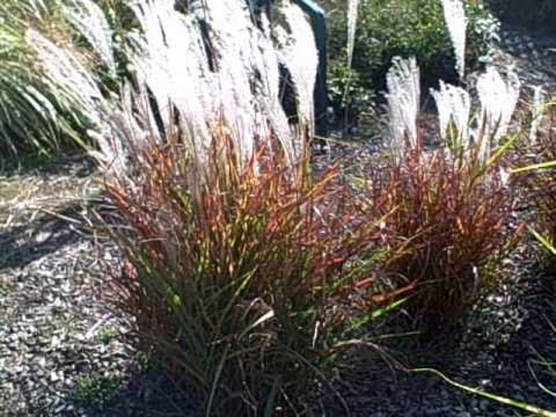Miscanthus Purpurascan Flame Grass, Flame, Ornamental, Nature, Grass, HD wallpaper