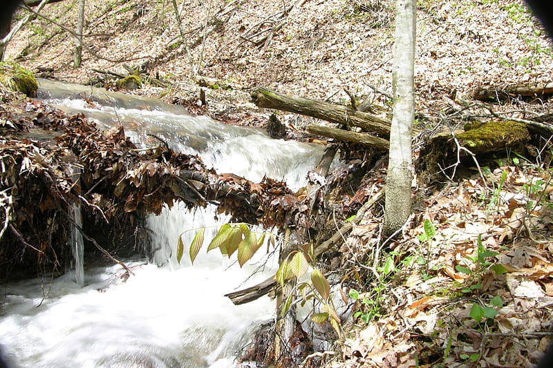 Little Water Fall, forest, nature, water, HD wallpaper