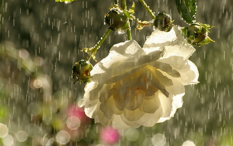 Rose Shower, pretty, rose, rainfall, floral, graphy, shower, flowers, nature, rain, HD wallpaper