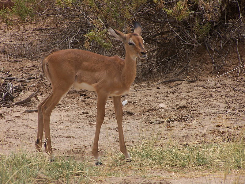 Impala Calf, Samburu Game reserve, Impala, Kenya, Calf, HD wallpaper