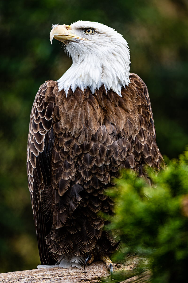 bald eagle, eagle, bird, brown, predator, wildlife, HD phone wallpaper