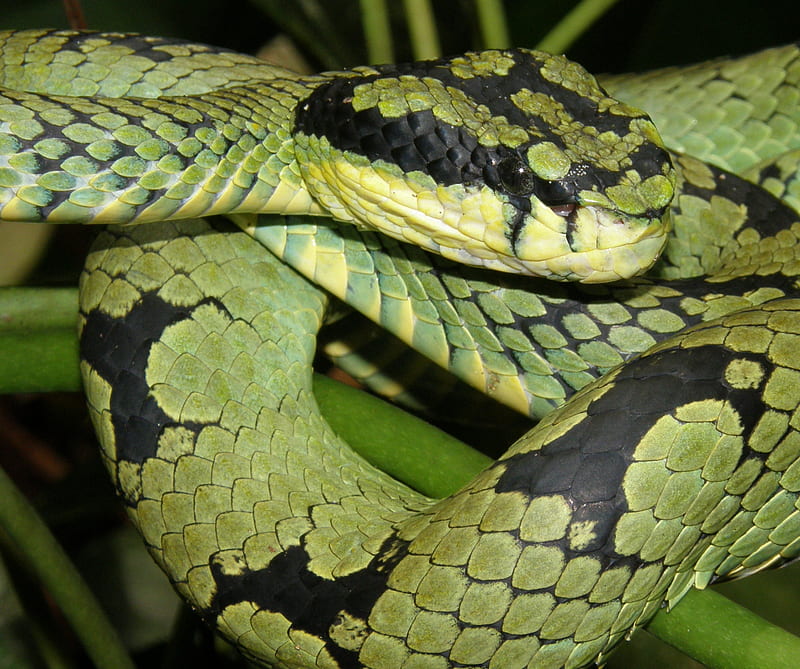 Sri Lanka Pit Viper, reptile, snake, sri lanka, HD wallpaper