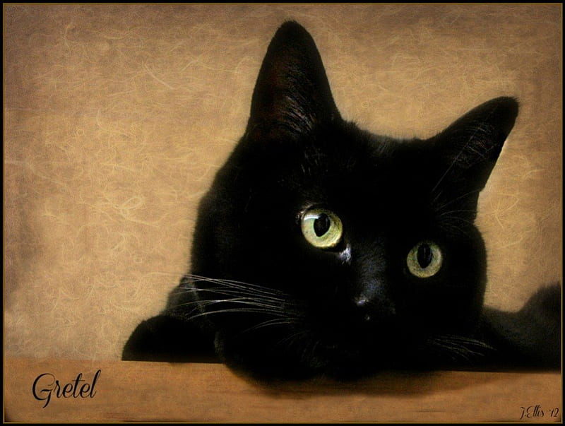 Pensive Pussycat, ce, black cat, wardrobe, bonito, pensive, high above, HD wallpaper