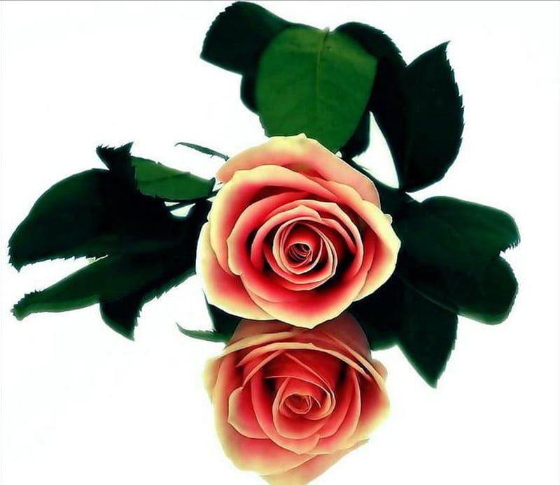 reflexion rose, lovely, rose, flowers, beauty, nature, eautiful, HD wallpaper