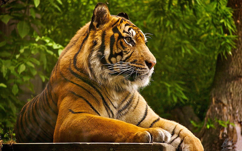beautiful tiger-wild animal, HD wallpaper