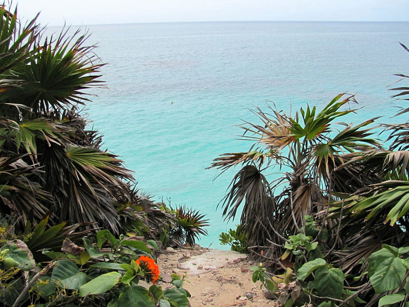 View of Ocean at Tulum, beach, mexico, ocean, tulum, flowers, tropical, palm trees, HD wallpaper