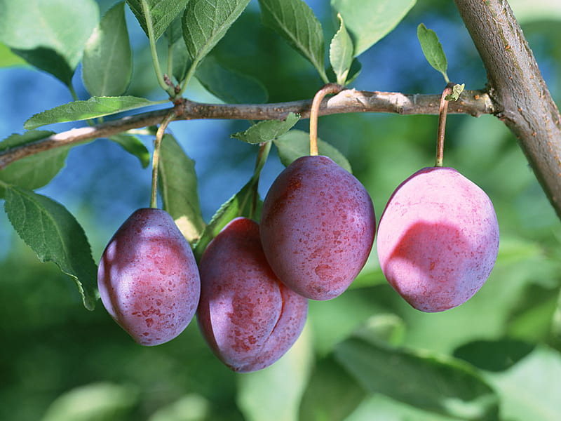 Plum-tree, ripe, tree, plums, fruits, HD wallpaper