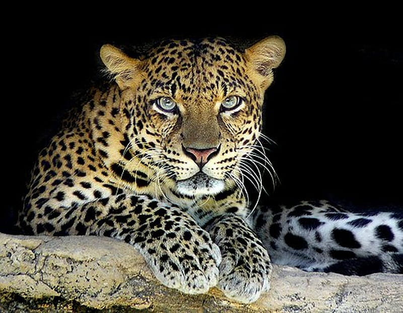 Leopard on black, leopard, big cats, HD wallpaper