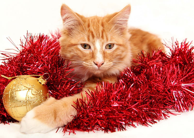Christmas Time For Your Pet, globe, red, festive, christmas, tinsel, golden, cat, HD wallpaper