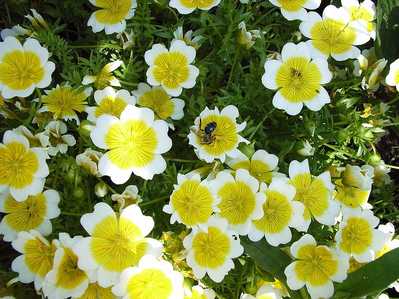 Fried eggs, bee, flowers, nature, spring, HD wallpaper