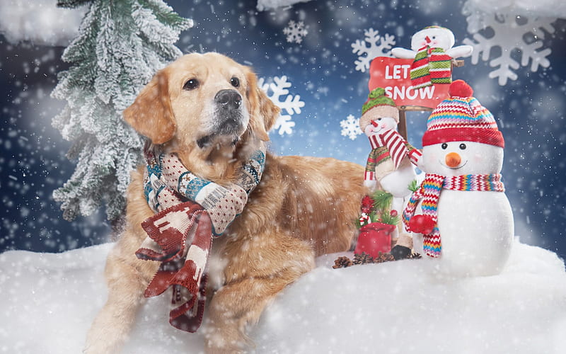 Winter, Christmas, Golden Retriever, snow, cute dog, New Year, HD wallpaper