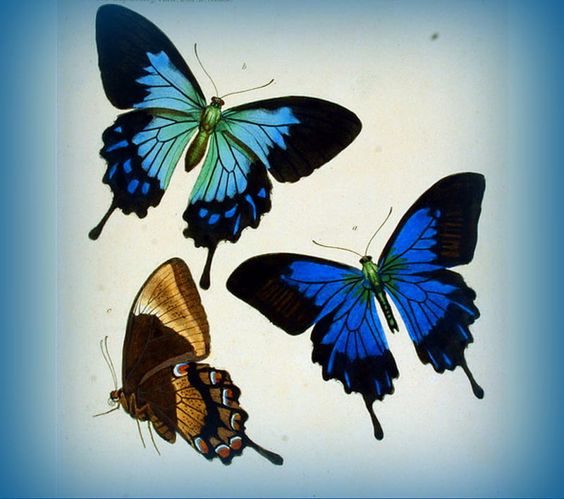 Trio of wings, brown, blue frame, black, gold, buttwerflies, trio, aqua, white, blue, HD wallpaper