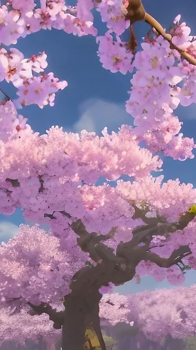 Wallpaper Anime, Animegirl, Cherry Blossom, Blossom, Tree, Background -  Download Free Image