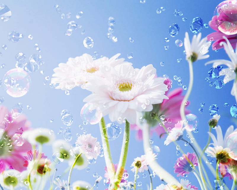 most beautiful flowers desktop wallpaper