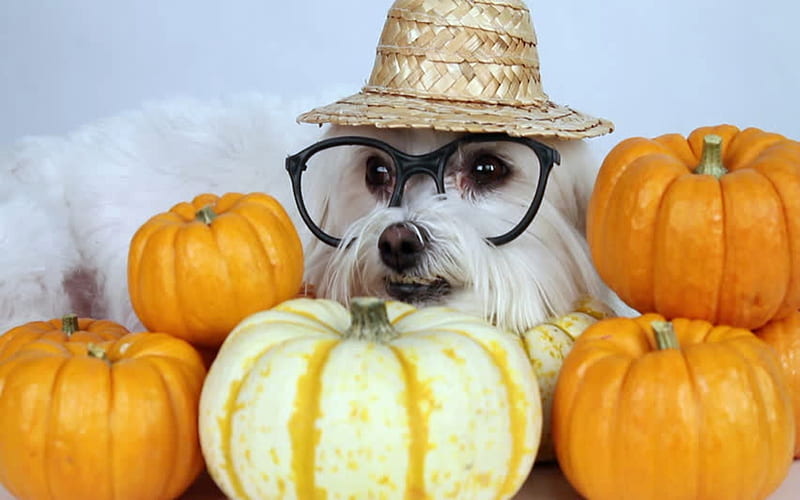 Dog With Pumpkins, Glasses, Pumpkin, Dog, Orange, White, Hat, HD wallpaper