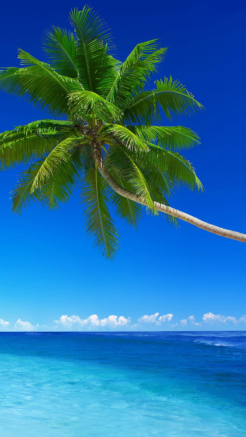 Tropical Beach, paradise, HD phone wallpaper