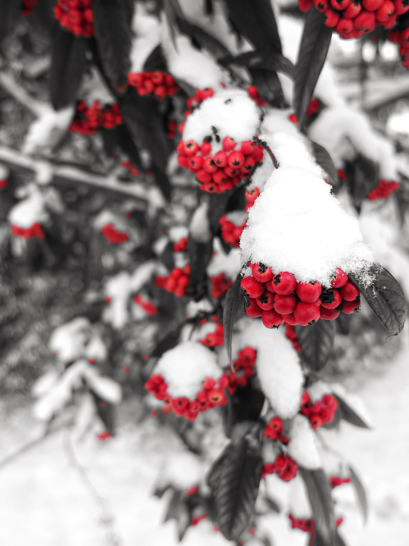 rowan, snow, berries, branch, winter, HD phone wallpaper