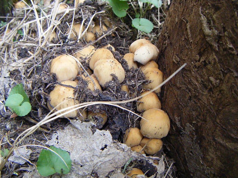 Fugus Can Be Beautiful, emerge, fungi, growing, bonito, spring, fungus, ghost776, mushrooms, stump, HD wallpaper