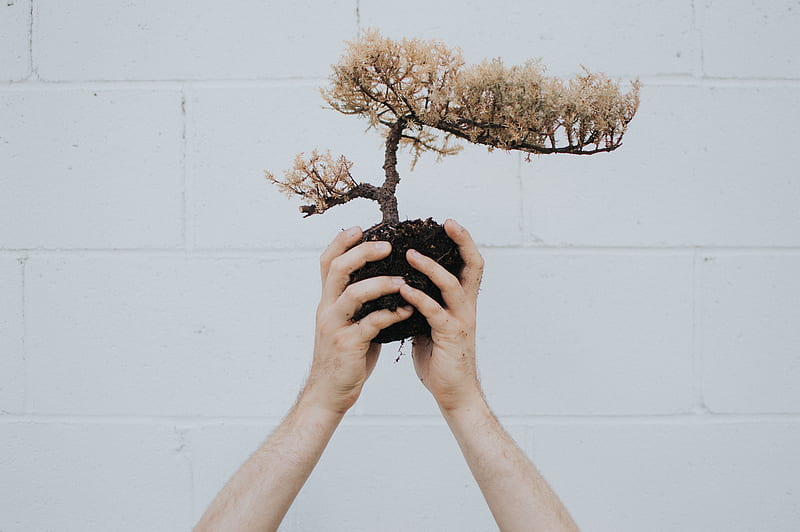 hands, bonsai, tree, plant, HD wallpaper