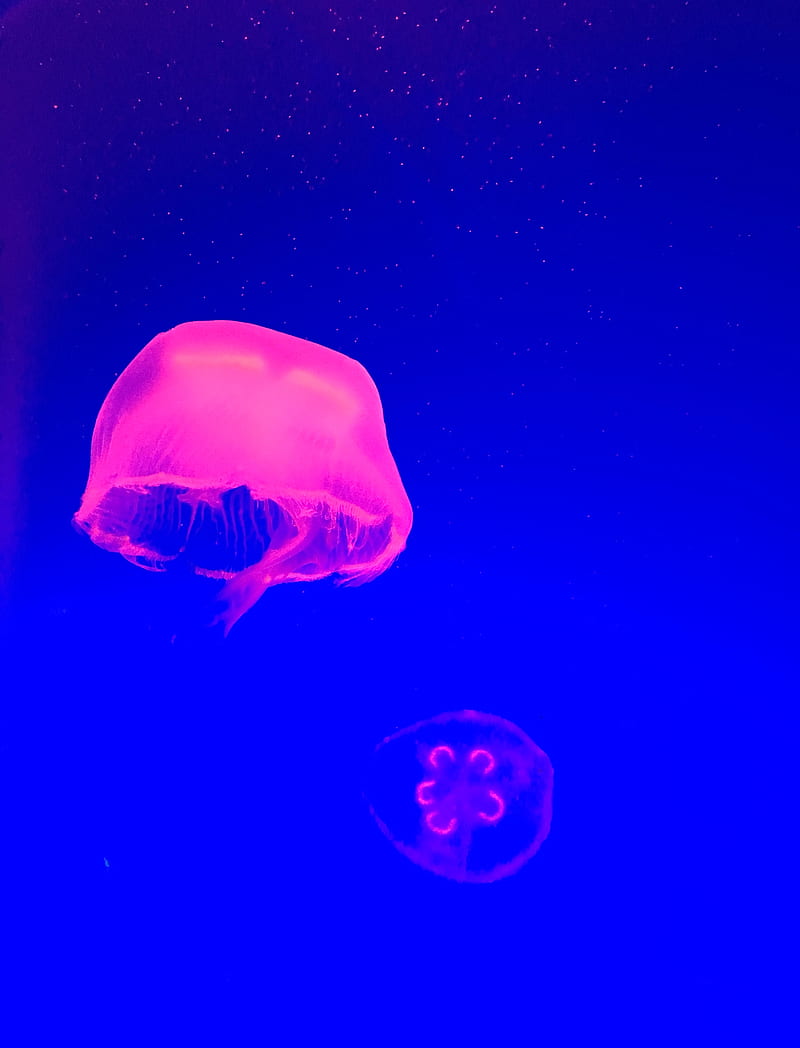 jellyfish, tentacle, pink, water, HD phone wallpaper