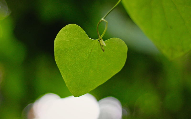 heart shaped leaf-Plant macro graphy, HD wallpaper