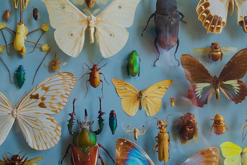 insects, collection, butterflies, beetles, decoration, HD wallpaper