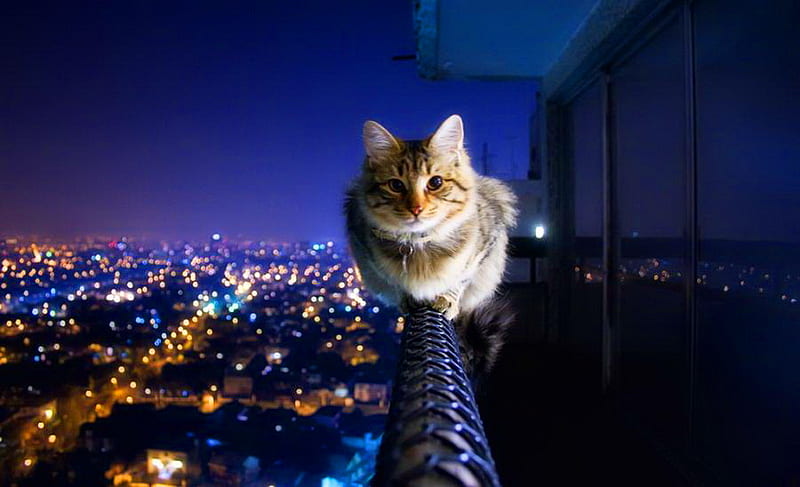 Lucky to have nine lives, architecture, adorable, sweet, lights, splendor, railing, beauty, evening, lovely, city lights, skycrapers, cityscape, danger, kitty, buildings, brave, sky, cat, prety, building, cute, cats, height, edge, bonito, cat eyes, city, light, animals, night, balance, view, balcony, cat face, sitting, funny, nature, kitten, lanscape, high up, HD wallpaper
