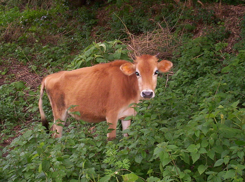 Cow, Animal, Vikash Yadav, Karnataka, HD wallpaper